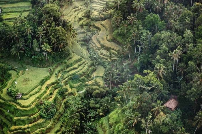 Ubud Vw Tour (Halfday)